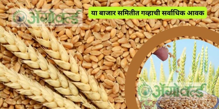 या बाजार समितीत गव्हाची सर्वाधिक आवक ; असे आहेत आजचे बाजारभाव
