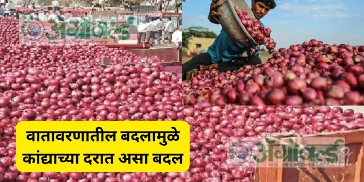 कांद्याच्या दरात