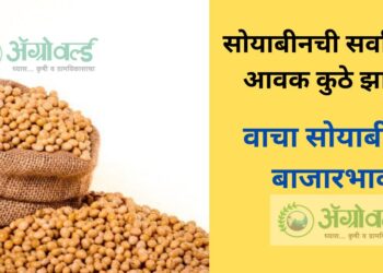 सोयाबीन