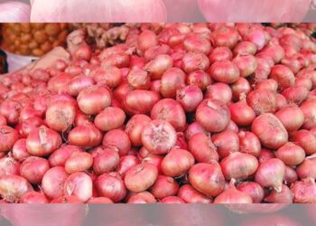 कांद्याला