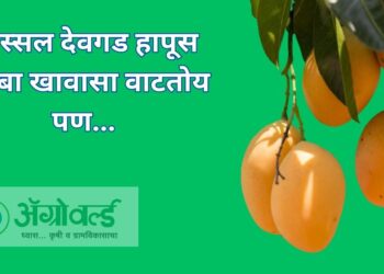 अस्सल देवगड हापूस