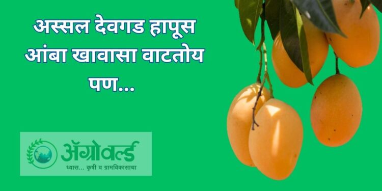 अस्सल देवगड हापूस