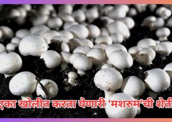 Mushroom Farming