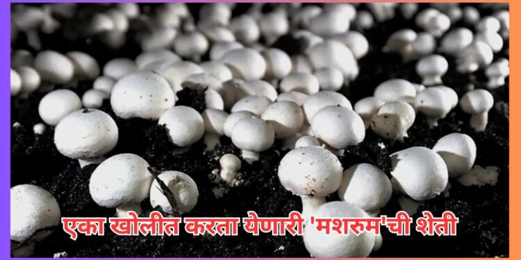 Mushroom Farming