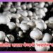 Mushroom Farming