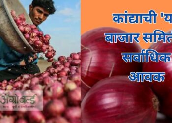 कांद्या