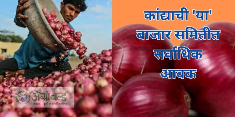 कांद्या