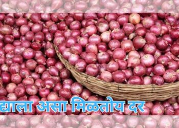 कांद्याला