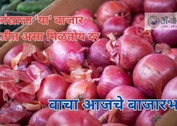 कांद्या