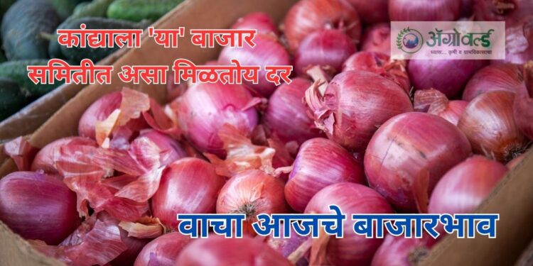 कांद्या