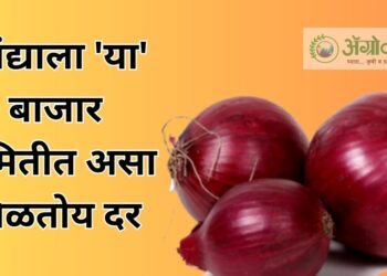 कांद्याला