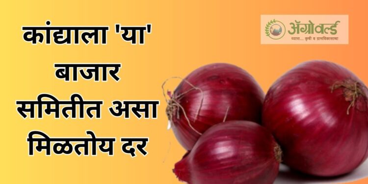 कांद्याला