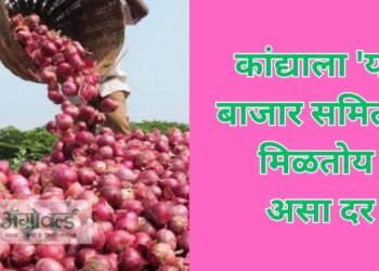 कांद्याला