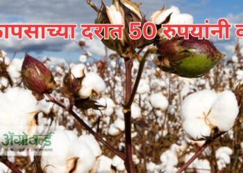 कापसाच्या