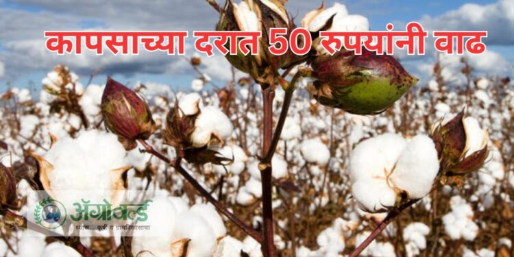 कापसाच्या