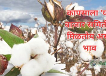 बाजार समिती