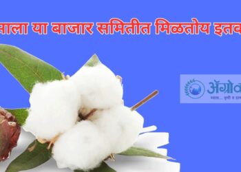 Today’s Cotton Rate : कापसाला ‘या’ बाजार समितीत मिळतोय इतका दर