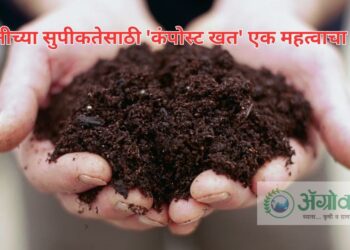 कंपोस्ट खत