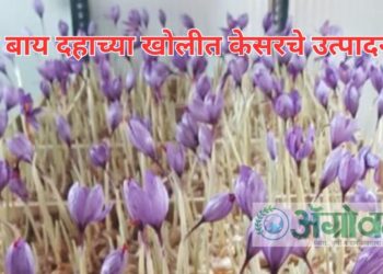 दहा बाय दहाच्या खोलीत केसरचे उत्पादन