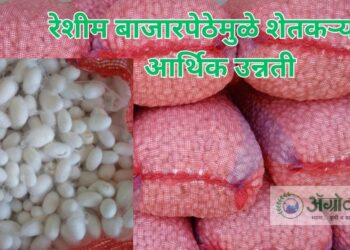 रेशीम बाजार