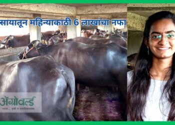 दुग्धव्यवसाया