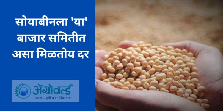 सोयाबीन