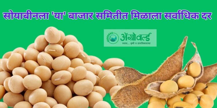 सोयाबीन