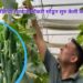 Farmer Success Story