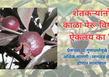 काळा पेरू