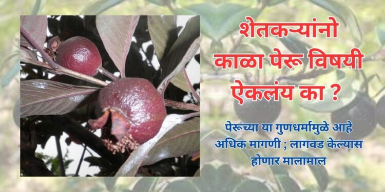 काळा पेरू