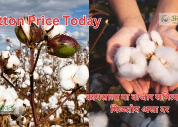 Cotton Price Today