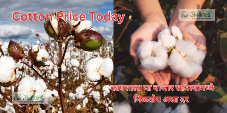 Cotton Price Today