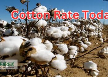 कापूस बाजारभाव