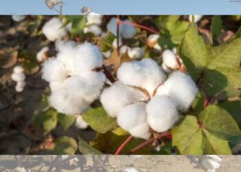 कापसाला