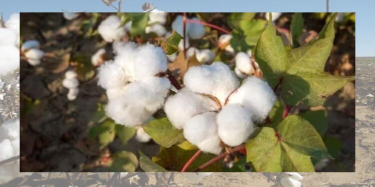 कापसाला