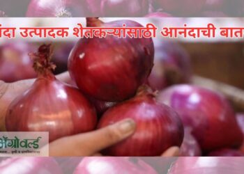 कांदा उत्पादक