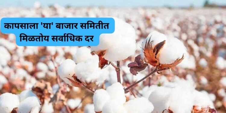 Cotton Rate