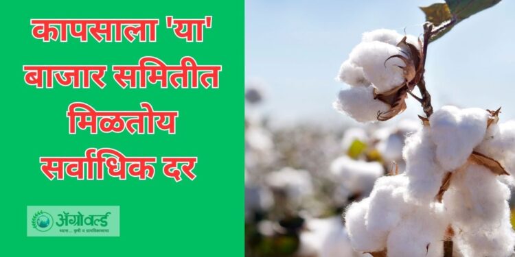 कापसाला