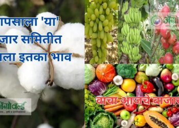 बाजार समिती