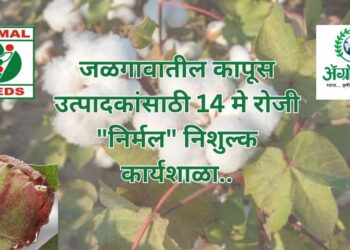 कापूस उत्पादकता