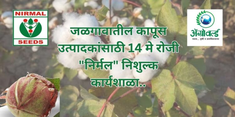 कापूस उत्पादकता