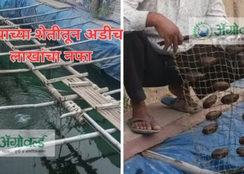 मोत्याच्या शेती