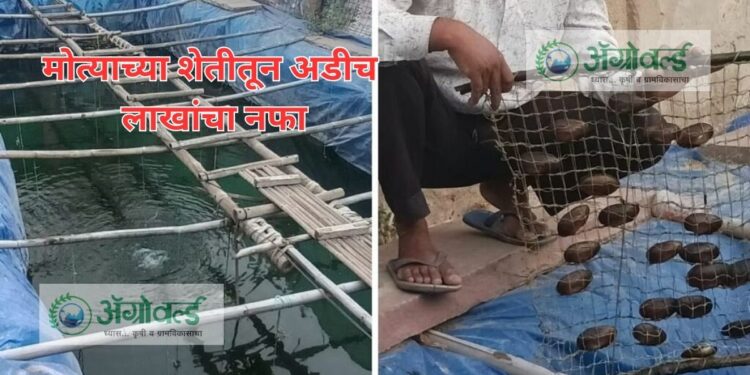 मोत्याच्या शेती