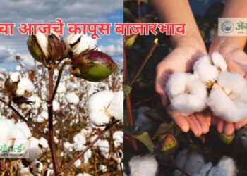 कापसाच्या भावात