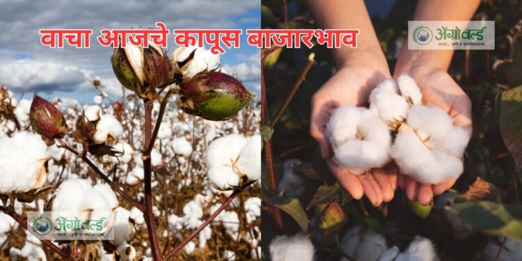 कापसाच्या भावात