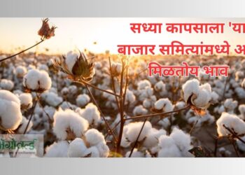 कापसाला