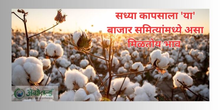 कापसाला