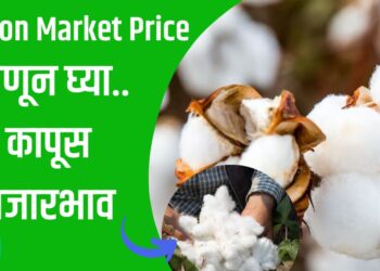 Cotton Market Price