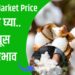 Cotton Market Price