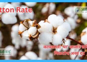 Cotton Rate